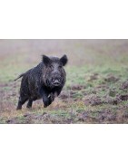 Chasse